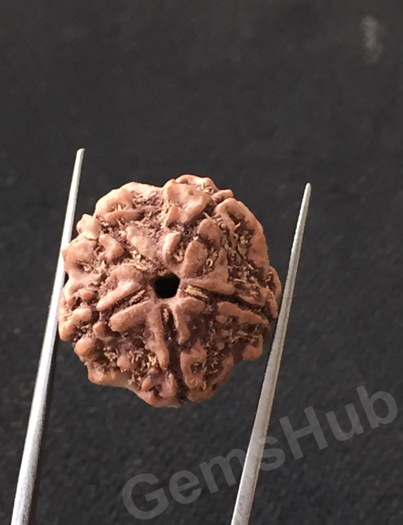 5 Mukhi Certified Nepali Rudraksha